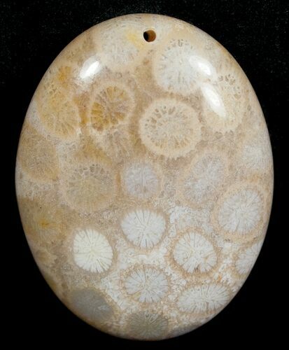 Polished Fossil Coral Cab - Indonesia #5993